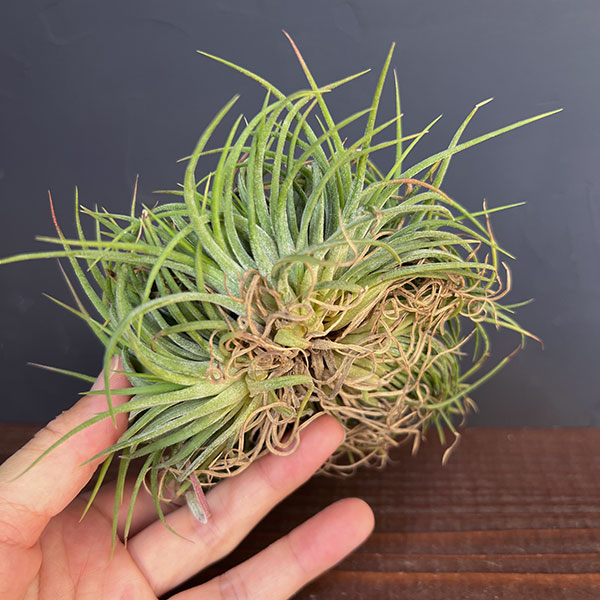 園芸ネット本店｜チランジア：Ionantha No.3041(クリスタータ綴化） の