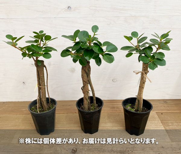 園芸ネット本店｜ガジュマル：パンダガジュマル 3.5号硬質ポット の