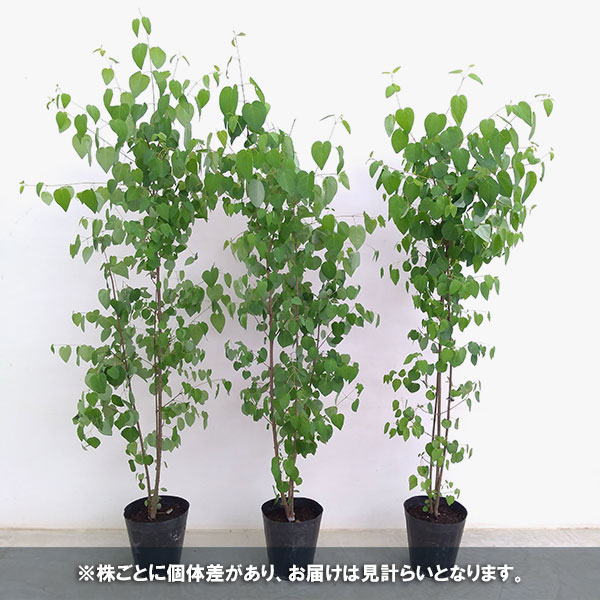園芸ネット本店｜カツラ（桂）株立ち6号ポット の通販【公式】