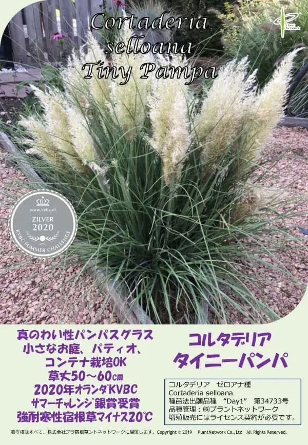 園芸ネット本店｜[26年3月中下旬予約]パンパスグラス：タイニー