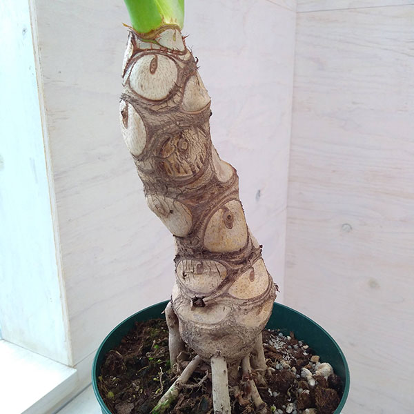 園芸ネット本店｜フィロデンドロン：セローム（幹立ち）6号鉢植え の