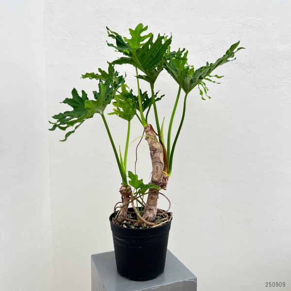 園芸ネット本店｜フィロデンドロン：セローム（幹立ち）6号鉢植え の