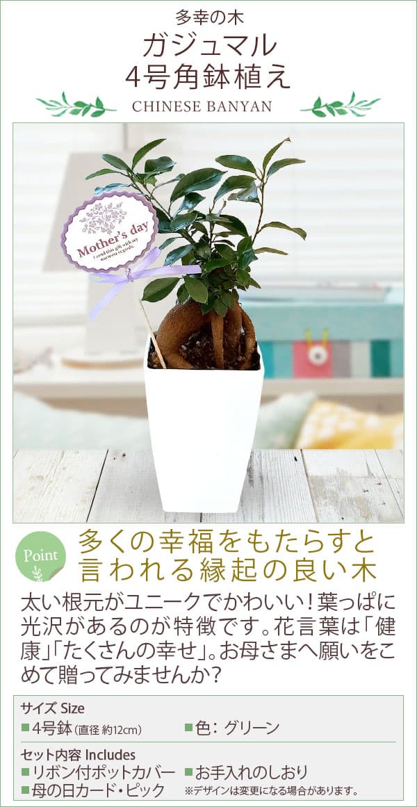園芸ネット本店｜[送料無料][2026年 母の日ギフト][予約]ガジュマル 4