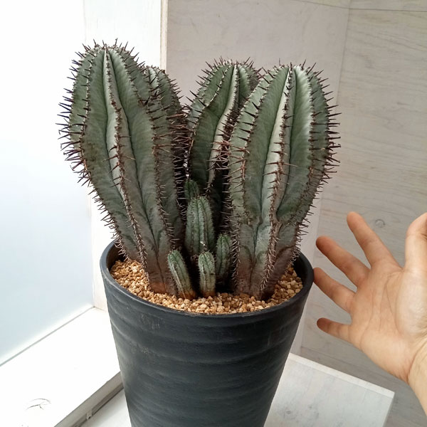 園芸ネット本店｜ユーフォルビア：ホリダ 7号鉢植え 23-01 の通販【公式】