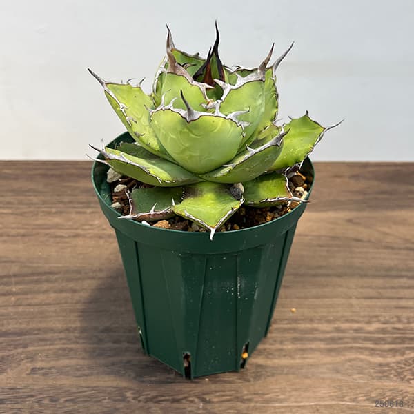 園芸ネット本店｜アガベ：チタノタ5号鉢植え（23-16） の通販【公式】