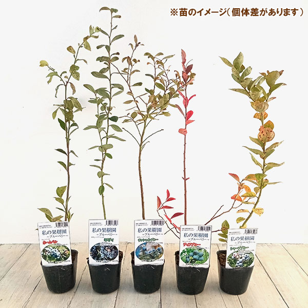園芸ネット本店｜ブルーベリー：ミスティー3-3.5号ポット の通販【公式】