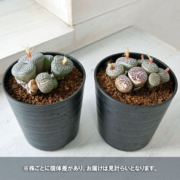 園芸ネット本店｜コノフィツム（原種系）：ミニマム