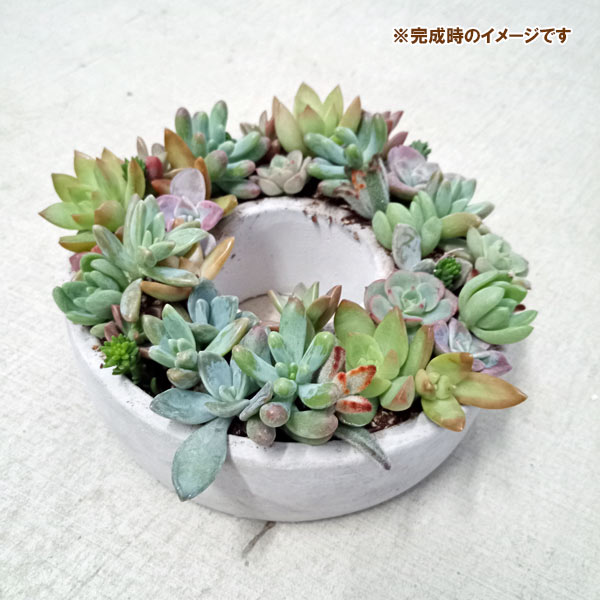 園芸ネット本店｜多肉植物のセメントリース寄せ植えセットM の通販【公式】