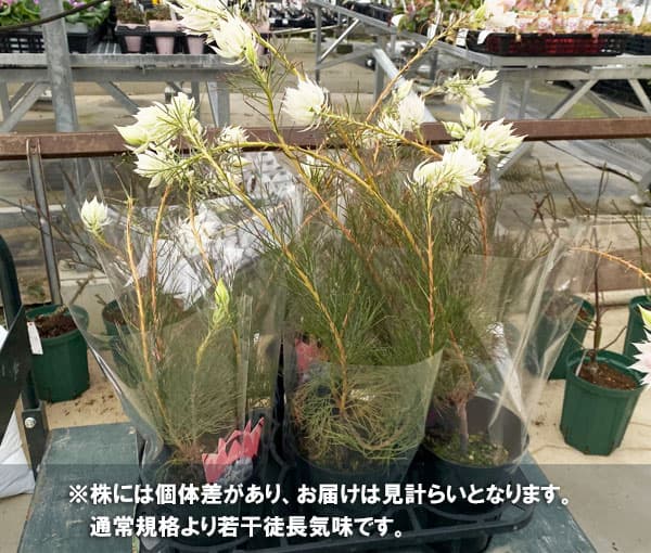 園芸ネット本店｜セルリア（ジョーイセルリア）：ブラッシングブライド