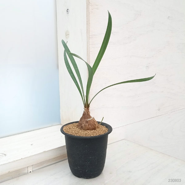 園芸ネット本店｜キルタンサス：スピラリス 3号鉢 の通販【公式】