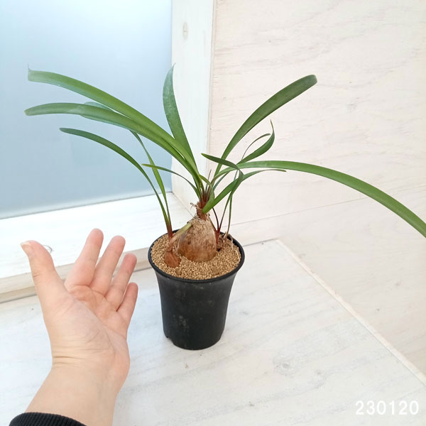 園芸ネット本店｜キルタンサス：スピラリス 3号鉢 の通販【公式】
