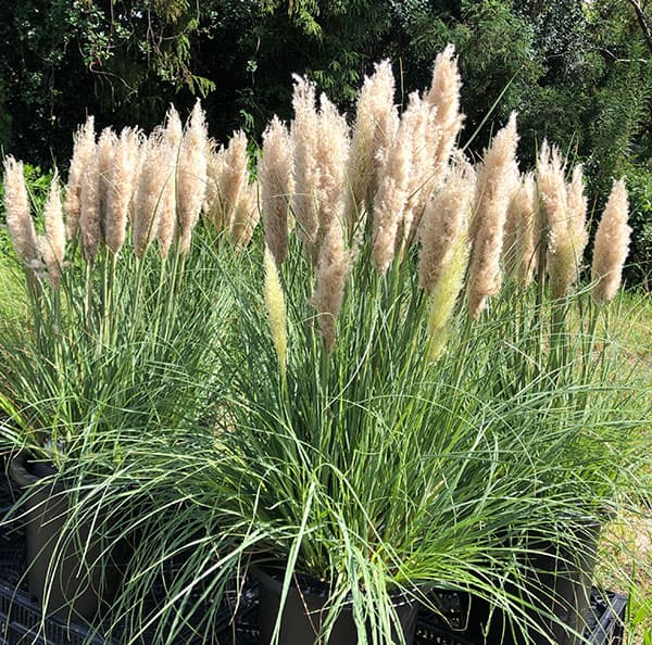園芸ネット本店｜パンパスグラス：タイニーパンパス10号鉢植え の通販