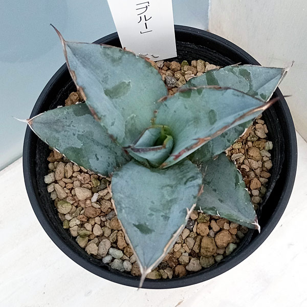 園芸ネット本店｜アガベ：チタノタ ブルー 3.5号鉢植え の通販【公式】