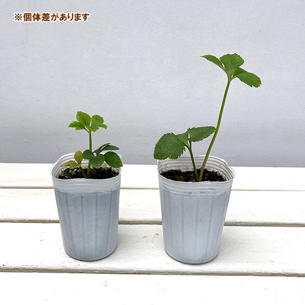園芸ネット本店｜クリスマスローズ：ダブル系 花色ミックス2.5-3.5号