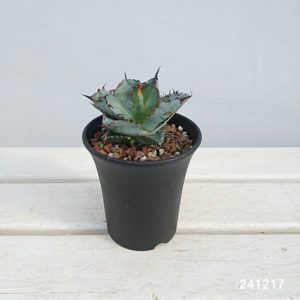 園芸ネット本店｜アガベ：チタノタ ブラックアンドブルー 3.5号鉢植え