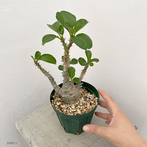 園芸ネット本店｜パキポディウム：ウィンゾリー（実生） 4号鉢植え23