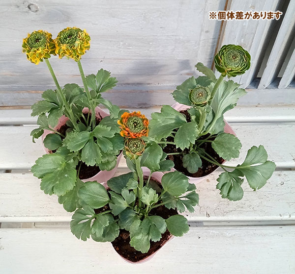 園芸ネット本店｜ラナンキュラス：ポンポン メルリーノ4号ポット苗 の