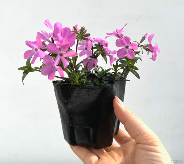 園芸ネット本店｜倍咲く芝桜（シバザクラ）：ウッドランダー ピンク3号