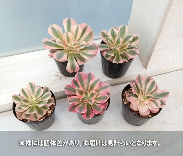園芸ネット本店｜アエオニウム：ピンクウィッチ 2.5号ポット の通販