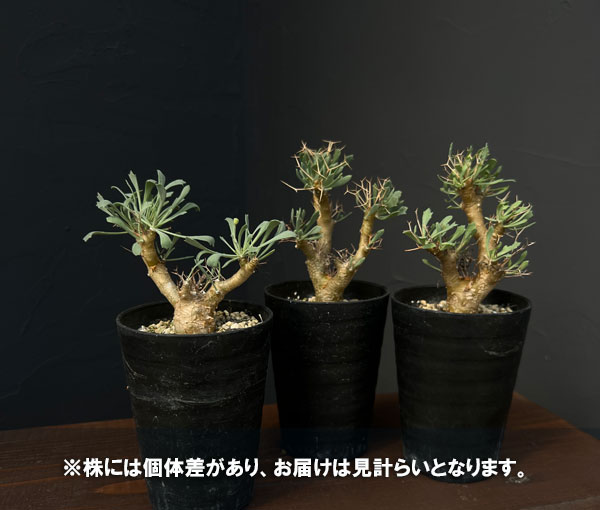 園芸ネット本店｜オトンナ：ユーフォルビオイデス（Sサイズ） 3号