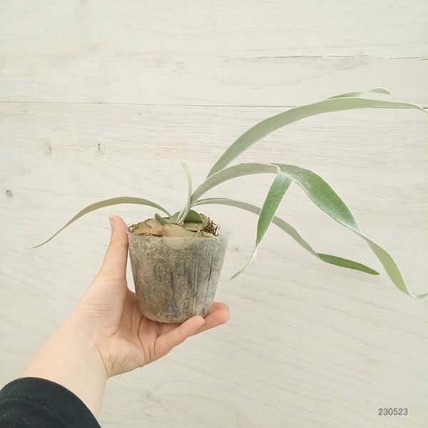 園芸ネット本店｜ビカクシダ（コウモリラン）： ベイチー アーバン