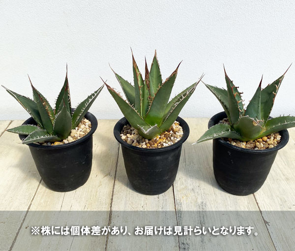 園芸ネット本店｜アガベ：パープソラム（裏棘）2.5号鉢植え の通販【公式】