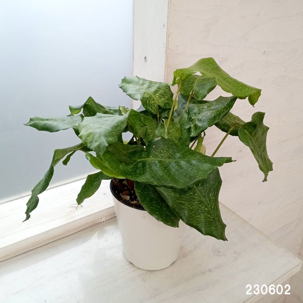 園芸ネット本店｜カラテア：ムサイカ（モザイク）5号鉢植え の通販