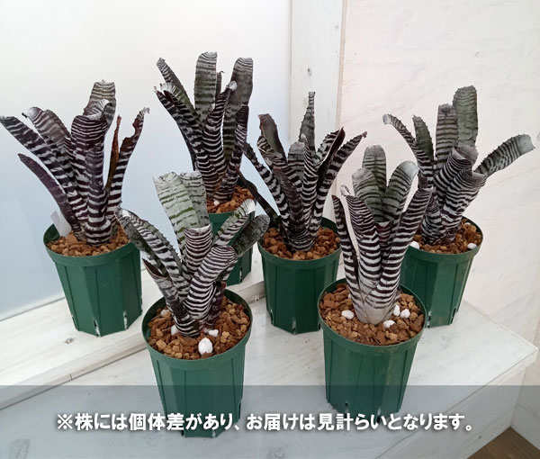 園芸ネット本店｜[ザ・ファームセレクト]エクメア：チャンティニ