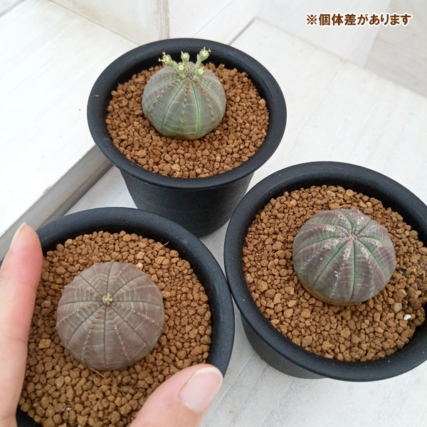 園芸ネット本店｜ユーフォルビア：オベサ 3号鉢植え の通販【公式】