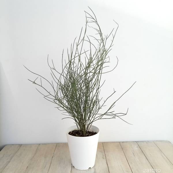 園芸ネット本店｜アカシア：スピネセンス（スピニーワトル） 5号鉢植え