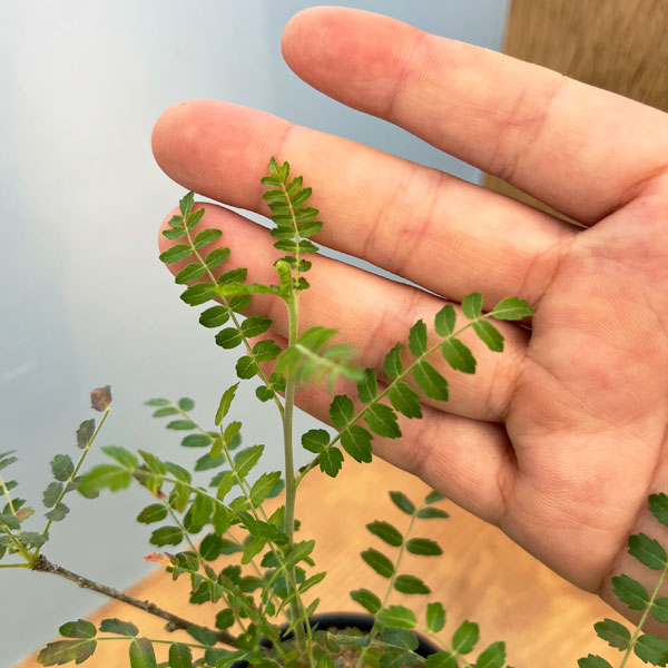 園芸ネット本店｜ボスウェリア：ネグレクタ 2.5号鉢植え の通販【公式】