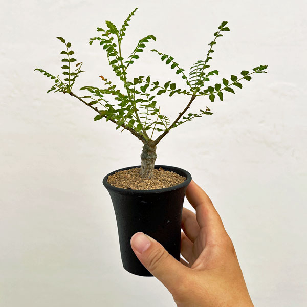 園芸ネット本店｜ボスウェリア：ネグレクタ 2.5号鉢植え の通販【公式】