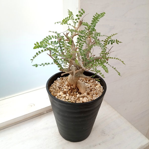 園芸ネット本店｜ボスウェリア：ネグレクタ 7号鉢植え23-02 の通販【公式】