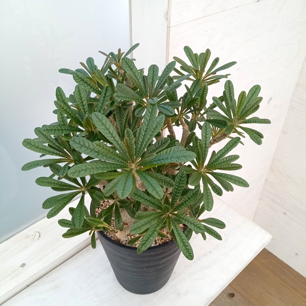 園芸ネット本店｜ドルステニア：ギガス 7号鉢植え23-02 の通販【公式】