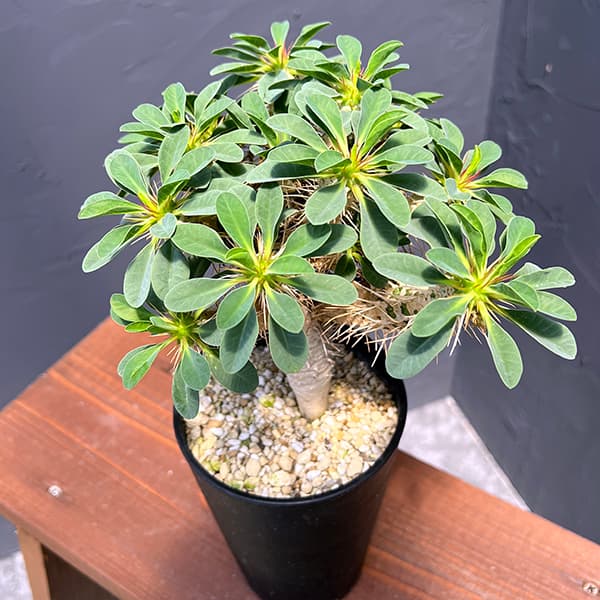 園芸ネット本店｜ユーフォルビア：ギラウミニアナ 4号鉢植え23-06 の