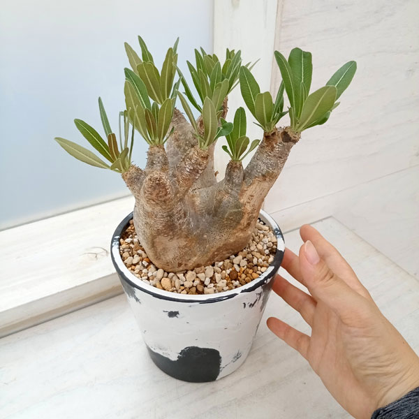 植物引退】イノピナツム 現地球 植物引退】イノピナツム 現地球 植物