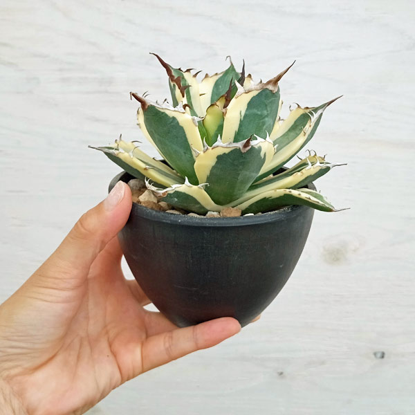 園芸ネット本店｜アガベ：チタノタ スナグルトゥース 3.5号鉢植え23-01