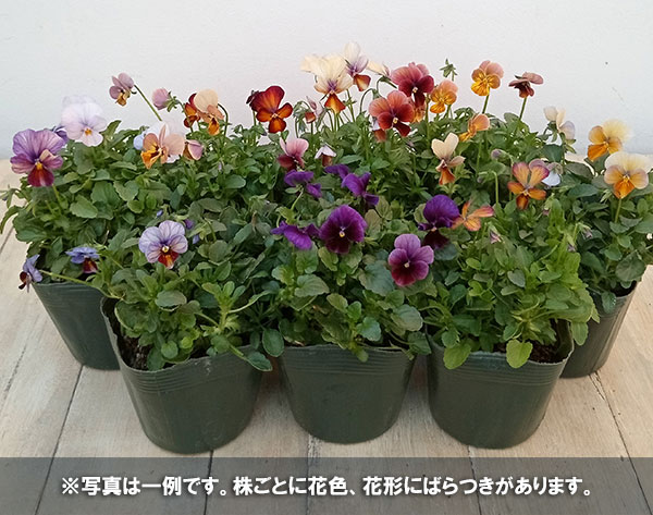 園芸ネット本店｜ビオラ：アマゾネス3-3.5号ポット 3株セット の通販