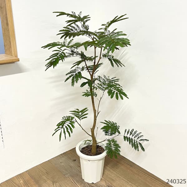 園芸ネット本店｜[送料無料]エバーフレッシュ 8号鉢植え* の通販【公式】