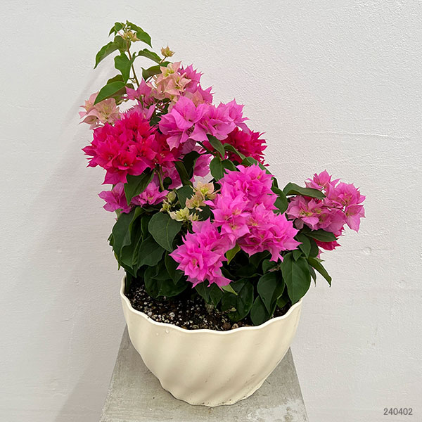 園芸ネット本店｜ブーゲンビリア八重咲き花色ミックス植え8号鉢植え の