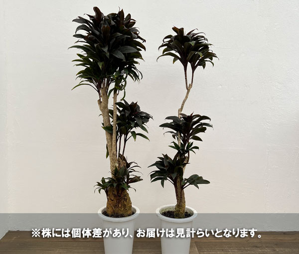 園芸ネット本店｜コルジリネ（コルディリネ）：パープルコンパクタ（背