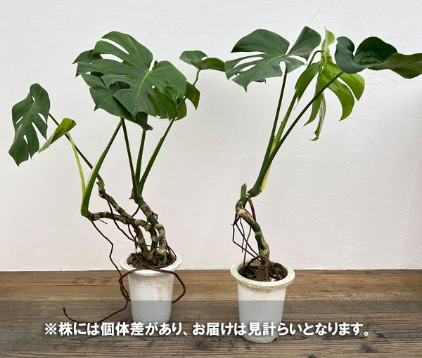 園芸ネット本店｜モンステラ：アダンソニー（幹上がり） 6号鉢植え の