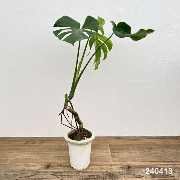 園芸ネット本店｜モンステラ：アダンソニー（幹上がり） 6号鉢植え の