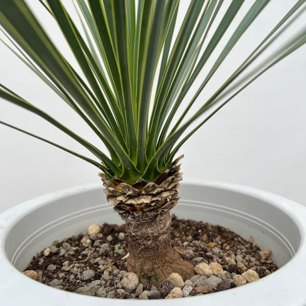 園芸ネット本店｜ユッカ：ロストラータ 8号鉢植え24-01 の通販【公式】
