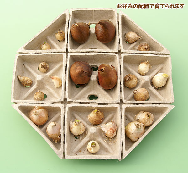 園芸ネット本店｜球根セット：そのまま植える 球根寄せ植え栽培セット