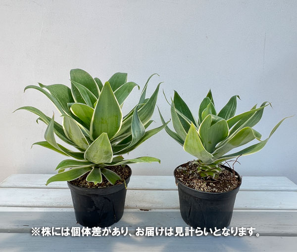 園芸ネット本店｜アガベ：アテヌアータ レイオブライト 5号鉢植え の