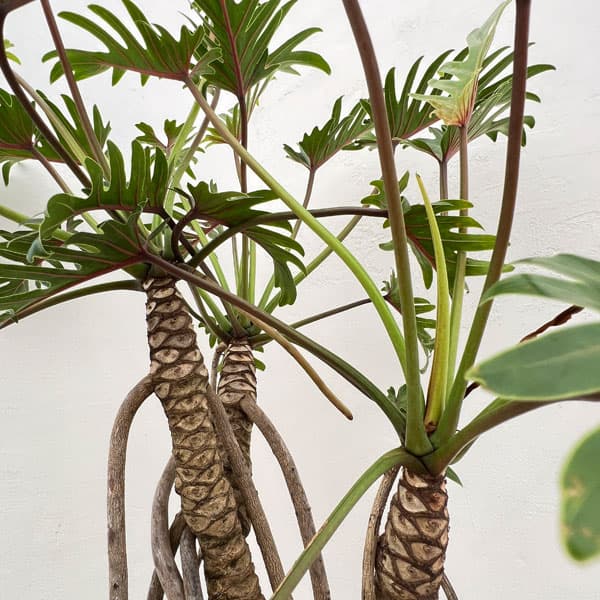 園芸ネット本店｜フィロデンドロン：クッカバラ（幹上がり） 8号鉢植え