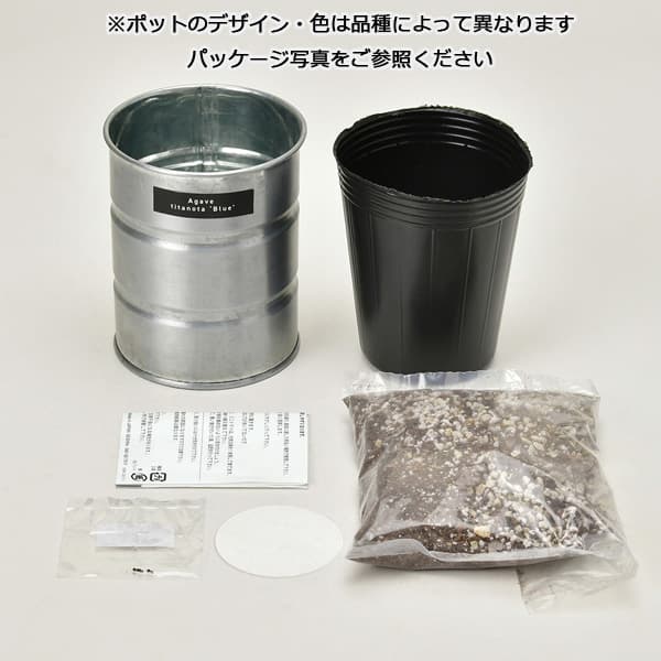 園芸ネット本店｜[ギフトに]栽培セット：種から育てる アガベ栽培