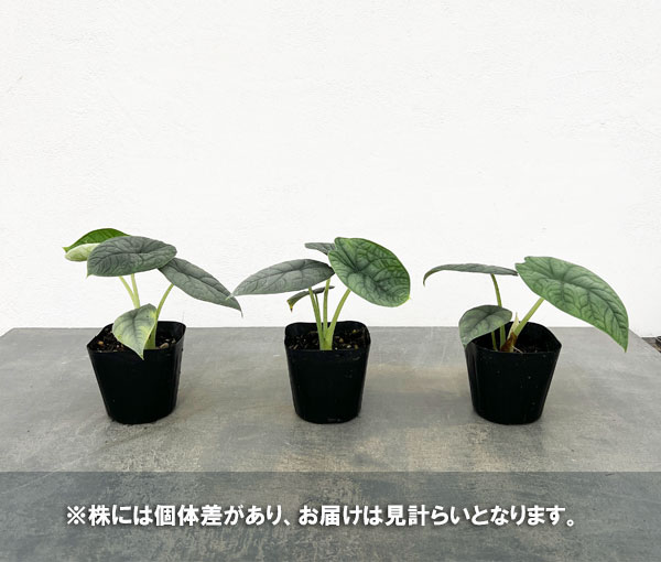 極上 アロカシア メロ アルボ アロカシア メロ アルボ│Alocasia melo