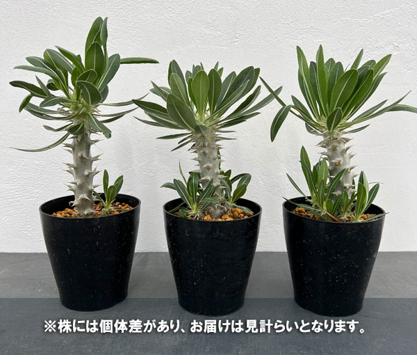 園芸ネット本店｜パキポディウム：ロスラーツム （実生株） 4号鉢植え